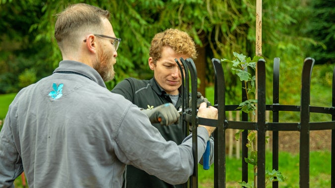 Two National Trust rangers install black metal tree guards around a Wild Service Tree sapling
